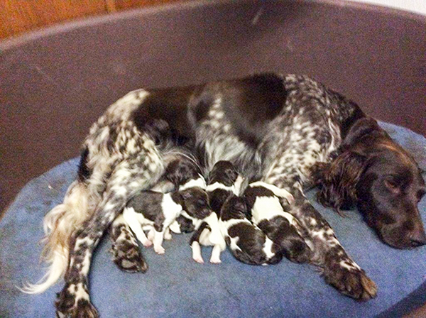 Fanny vom Auenwald mit I-Wurf