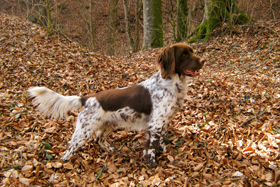 Asko II von der Innleitn