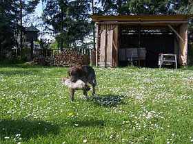 Erste Apportierarbeiten mit Federwild