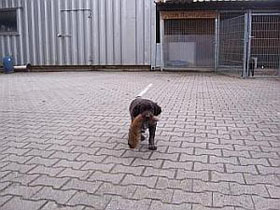 Erste Apportierarbeiten mit Haarwild