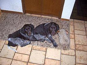 Geschwisterliebe Diego und Duke