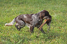Diego vom Auenwald apportiert seinen Gockel