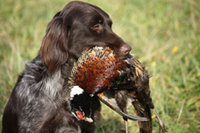 Diego mit seinem Gockel