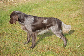 Ein aufmerksamer Diego