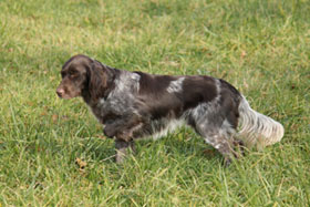 Diego vom Auenwald steht vor