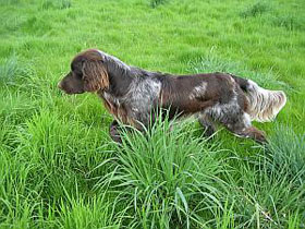 Diego beim Vorstehen