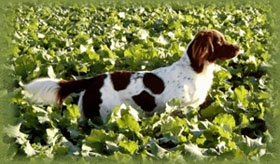 Dux von Ibbenbühren