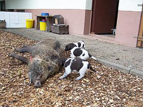 Hier stinkt's nach Sau