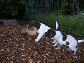 Erste Apportierversuche