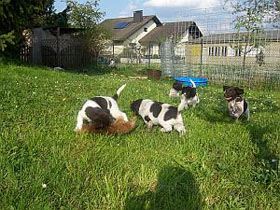 Apportieren im Freilauf