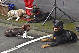 Rettungshund-Ausbildung KLM  Falk vom Auenwald