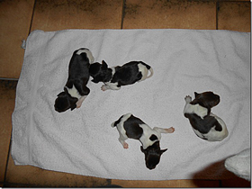 4 Rüden vom Auenwald