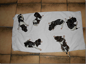 6 Hündinnen vom Auenwald