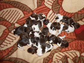 Welpen von Fanny vom Auenwald