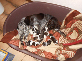 Welpen von Fanny vom Auenwald