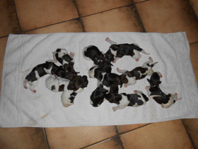 Welpen von Fanny vom Auenwald