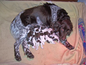 Cora mit ihren Welpen