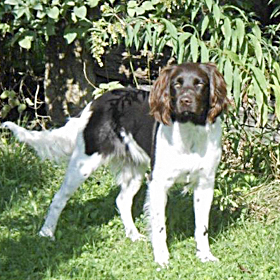 Locke vom Pfälzrr Hof